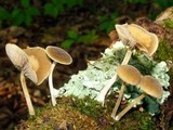 Simocybe centunculus var. centunculus image
