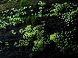Ceratiomyxa fruticulosa var. fruticulosa image