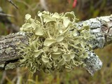 Ramalina complanata image