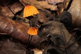 Marasmius siccus image