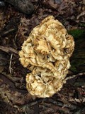Meripilus sumstinei image