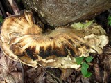 Meripilus sumstinei image