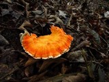 Laetiporus cincinnatus image