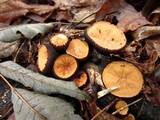 Galiella rufa image