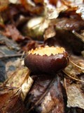 Galiella rufa image