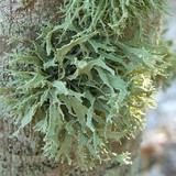 Ramalina complanata image