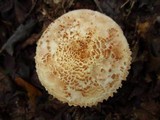 Amanita daucipes image