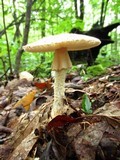 Amanita daucipes image
