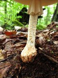 Amanita daucipes image