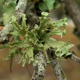 Ramalina complanata image