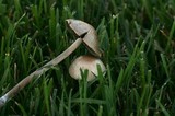Panaeolus cinctulus image