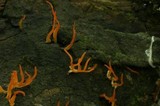 Calocera cornea image