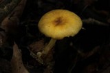 Chrysomphalina strombodes image