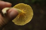 Chrysomphalina strombodes image