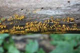 Calocera cornea image
