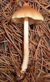 Entoloma strictius image