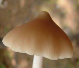 Entoloma strictius image