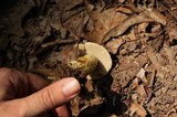 Retiboletus griseus image
