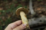 Retiboletus griseus image