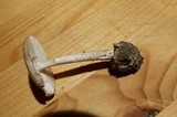 Amanita pseudovolvata image