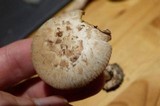 Amanita pseudovolvata image