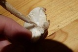 Amanita pseudovolvata image