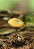 Callistosporium luteo-olivaceum image