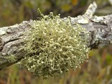 Ramalina stenospora image