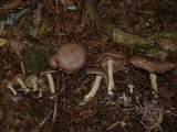 Gymnopus peronatus image