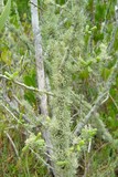 Ramalina stenospora image
