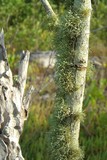 Ramalina stenospora image