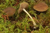Simocybe sumptuosa image