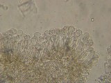 Simocybe sumptuosa image