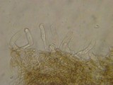 Simocybe sumptuosa image