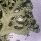 Ramalina pollinaria image