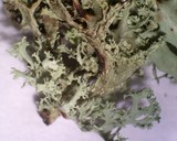 Ramalina pollinaria image
