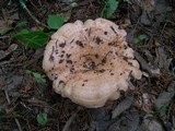 Lactarius psammicola image