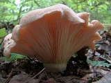 Lactarius psammicola image