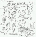 Rimbachia paludosa image