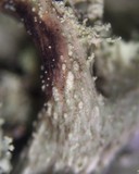 Ramalina pollinaria image