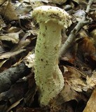 Hypomyces hyalinus image