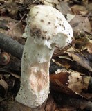 Hypomyces hyalinus image