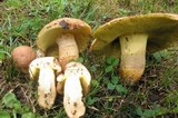 Butyriboletus taughannockensis image