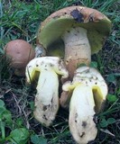 Butyriboletus taughannockensis image