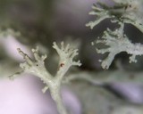 Ramalina pollinaria image