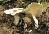 Clitopilus prunulus image