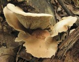 Crepidotus malachius image