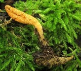 Cordyceps militaris image