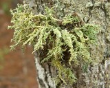 Ramalina willeyi image