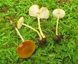 Pluteus chrysophlebius image